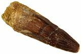 Fossil Spinosaurus Tooth - Real Dinosaur Tooth #327855-1